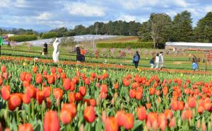 Festival tulipana u Australiji tradicionalno najavio dolazak proljeća